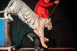 Magician Dirk Arthur performs with a snow leopard in this undated photo from his website. (Image: dirkarthurmagic.com)