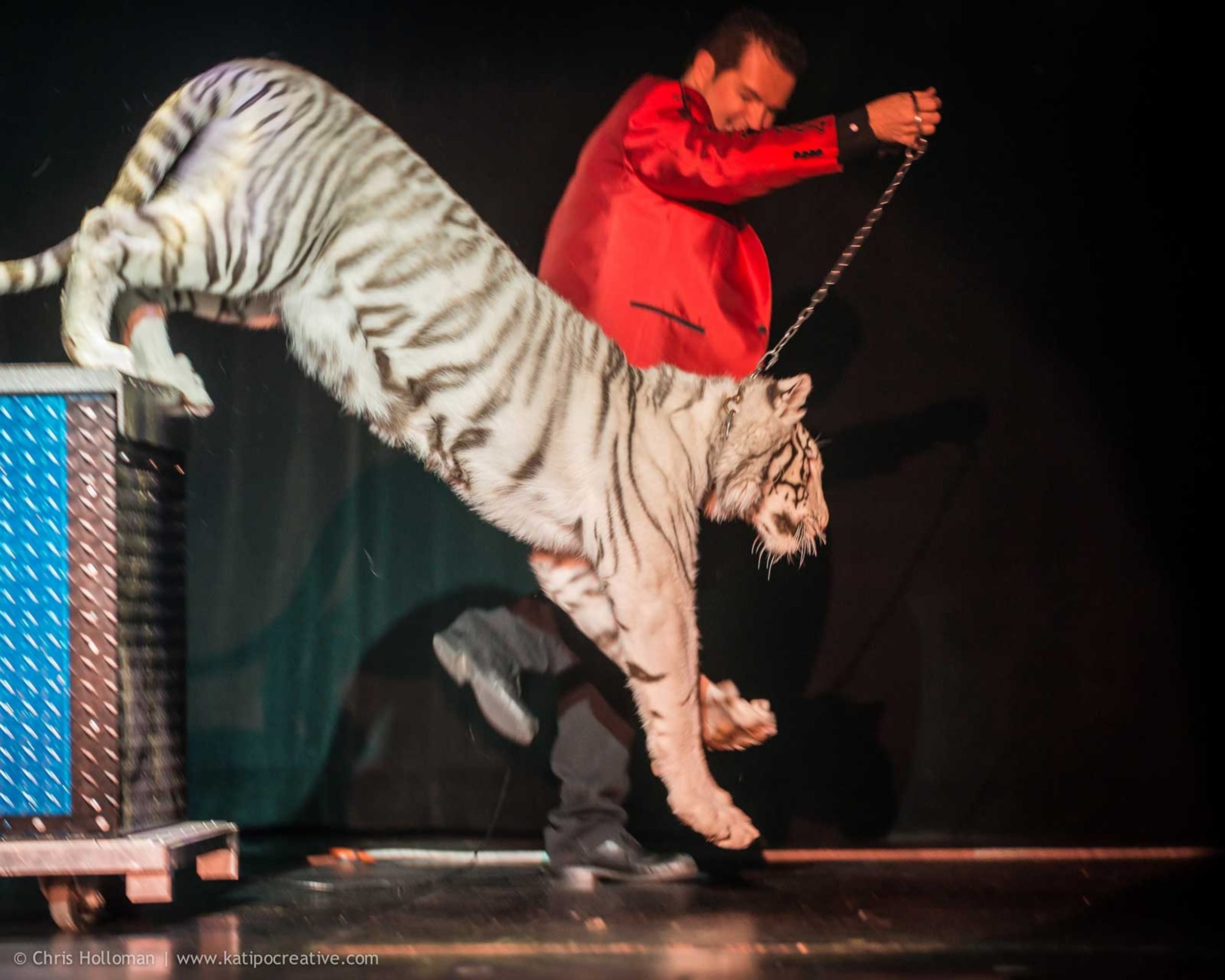 Magician Dirk Arthur performs with a snow leopard in this undated photo from his website. (Image: dirkarthurmagic.com)