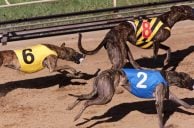 Iowa Greyhound Breeder Gets Prison for $500K Steroid-Peddling Racket