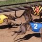 Iowa greyhounds
