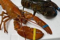 Rare Orange Lobster Beats Vegas Odds at Downtown Steakhouse