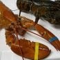 Rare Orange Lobster Beats Vegas Odds at Downtown Steakhouse