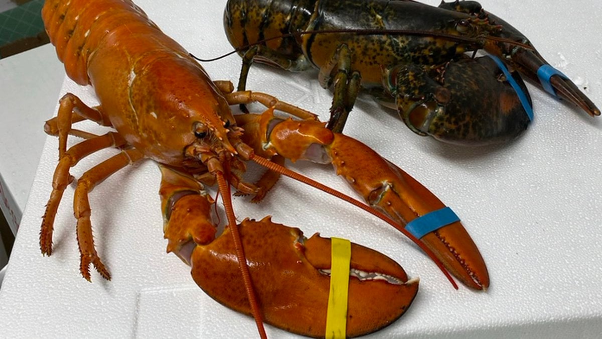 Orange lobster Barry's Las Vegas rare