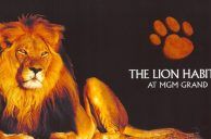 Bentley the Lion, Former MGM Grand Inhabitant, Dead at 15