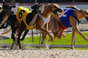 Greyhound racing