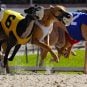 Greyhound racing