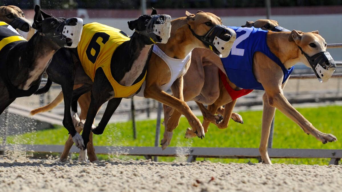 Greyhound racing