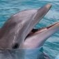 Mirage’s Dolphin and Big Cat Exhibits Permanently Closing