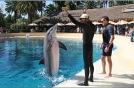 Mirage Las Vegas Sees Second Dolphin in Five Months Die