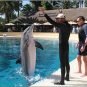 Mirage Las Vegas Sees Second Dolphin in Five Months Die