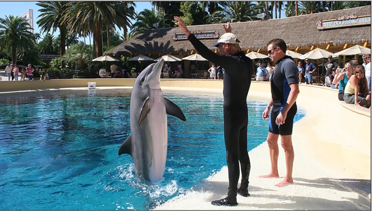 Dolphin Siegfried & Roy's Dolphin Habitat