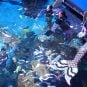 Silverton Casino in Las Vegas Opens Mermaid Lessons to Teens and Adults