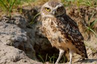 Harrah’s Pompano Beach Developers Seek to Avoid Relocating Burrowing Owls