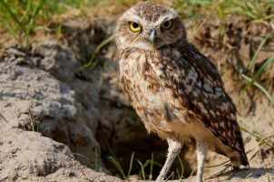 Harrah's Pompano Beach Florida burrowing owls