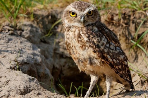 Harrah's Pompano Beach Florida burrowing owls