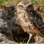 Harrah's Pompano Beach Florida burrowing owls