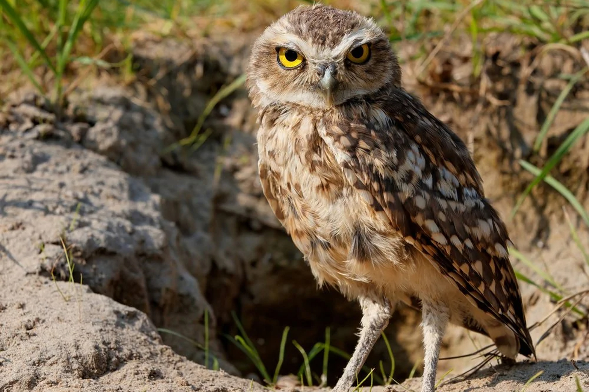 Harrah's Pompano Beach Florida burrowing owls