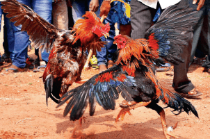 Cockfighting