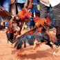 Cockfighting