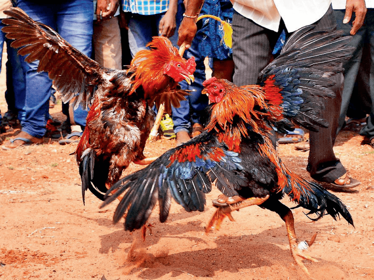 Cockfighting