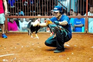 cockfighting