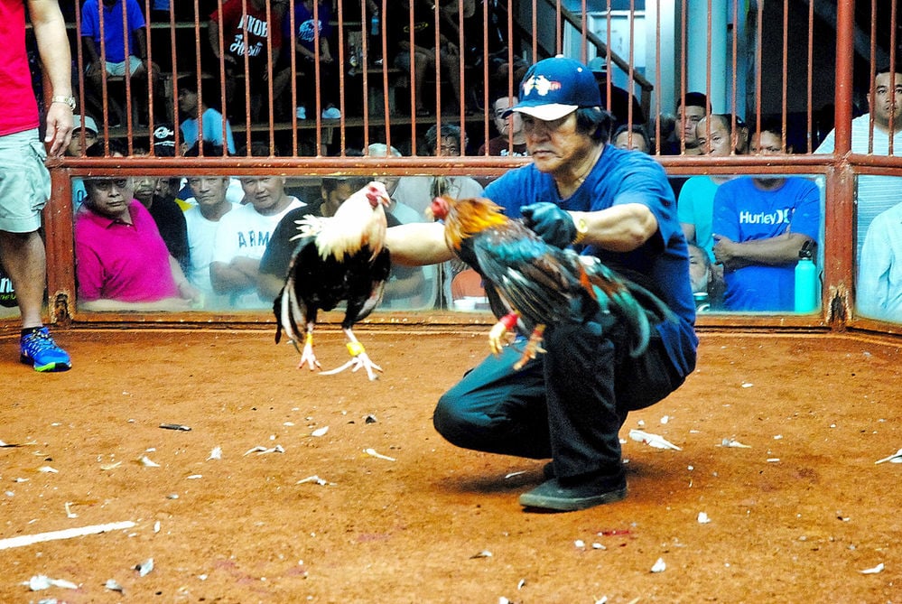 cockfighting 