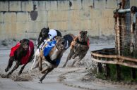 Scotland on Brink of Greyhound Racing Ban
