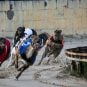 greyhound racing