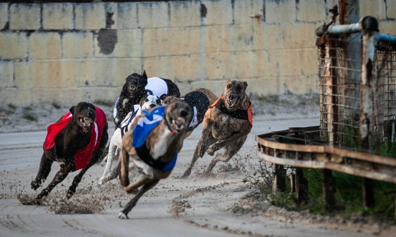 Scotland di Brink of Greyhound Racing Ban