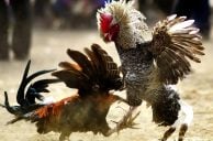 Alabama Family That Built Cockfighting ‘Stadium’ Imprisoned
