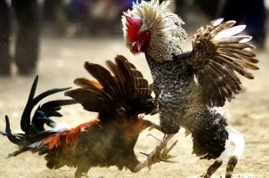 Cockfighting