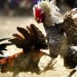 Cockfighting