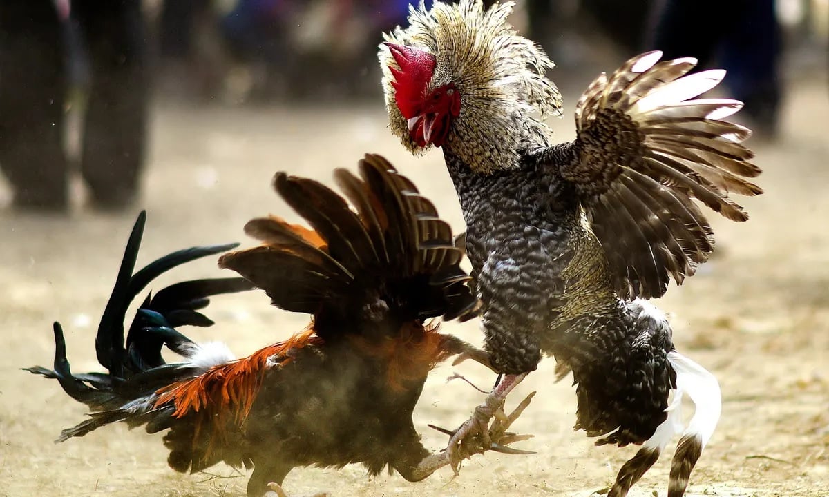 Cockfighting