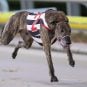 A greyhound participates in a race