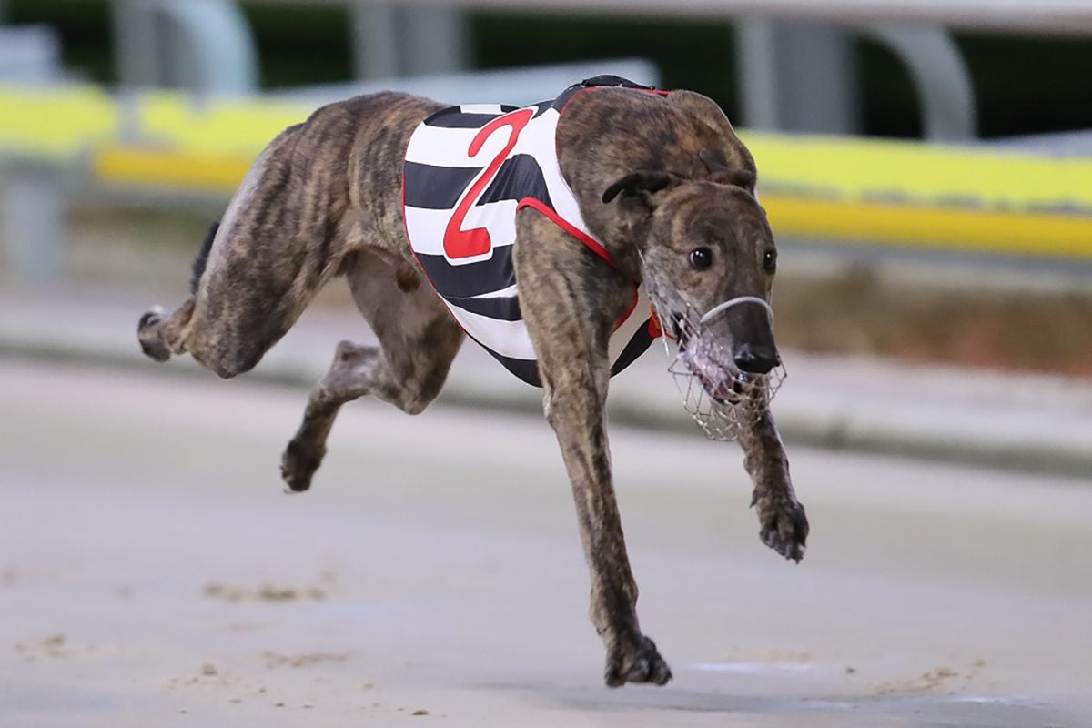 A greyhound participates in a race