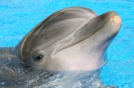 Mirage’s Original Bottlenose Dolphin, ‘Duchess’, Dies at 48