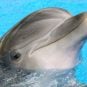 Mirage’s Original Bottlenose Dolphin, ‘Duchess’, Dies at 48
