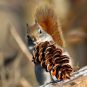 North American red squirrels gamblers gambling reproduction