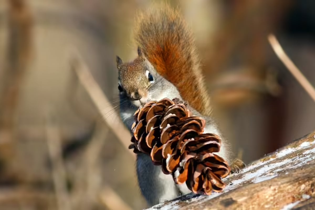 North American red squirrels gamblers gambling reproduction