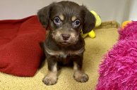 Harry Reid Airport Abandoned Puppy Called Penny Gets New Home