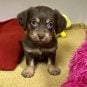 Harry Reid Airport Abandoned Puppy Called Penny Gets New Home