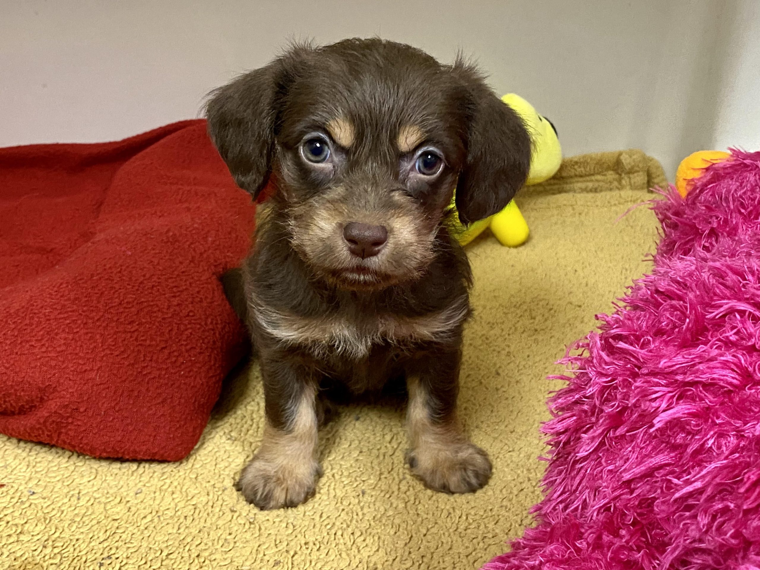 Harry Reid Airport Abandoned Puppy Gets New Home