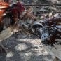 Cockfight