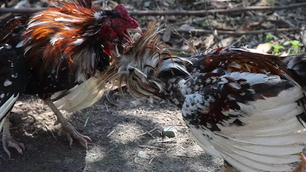 Cockfight