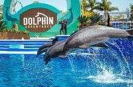 Mirage Dolphins Relocated to Sea World