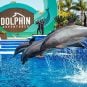 Mirage Dolphins Relocated to Sea World