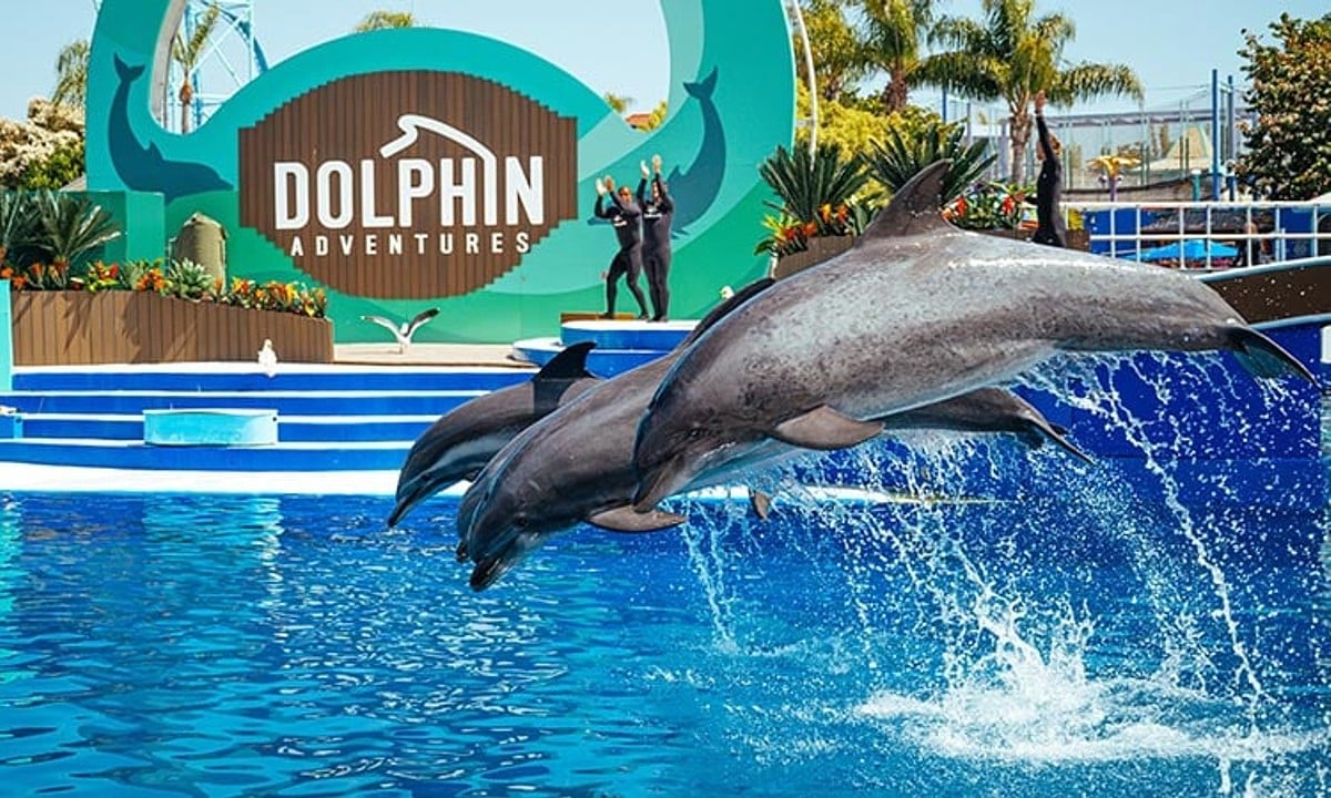 Sea World dolphins