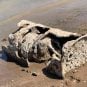 2nd Lake Mead Body IDed as Victim of 1974 Drowning