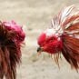 Cockfighting, Texas, San Jacinto County