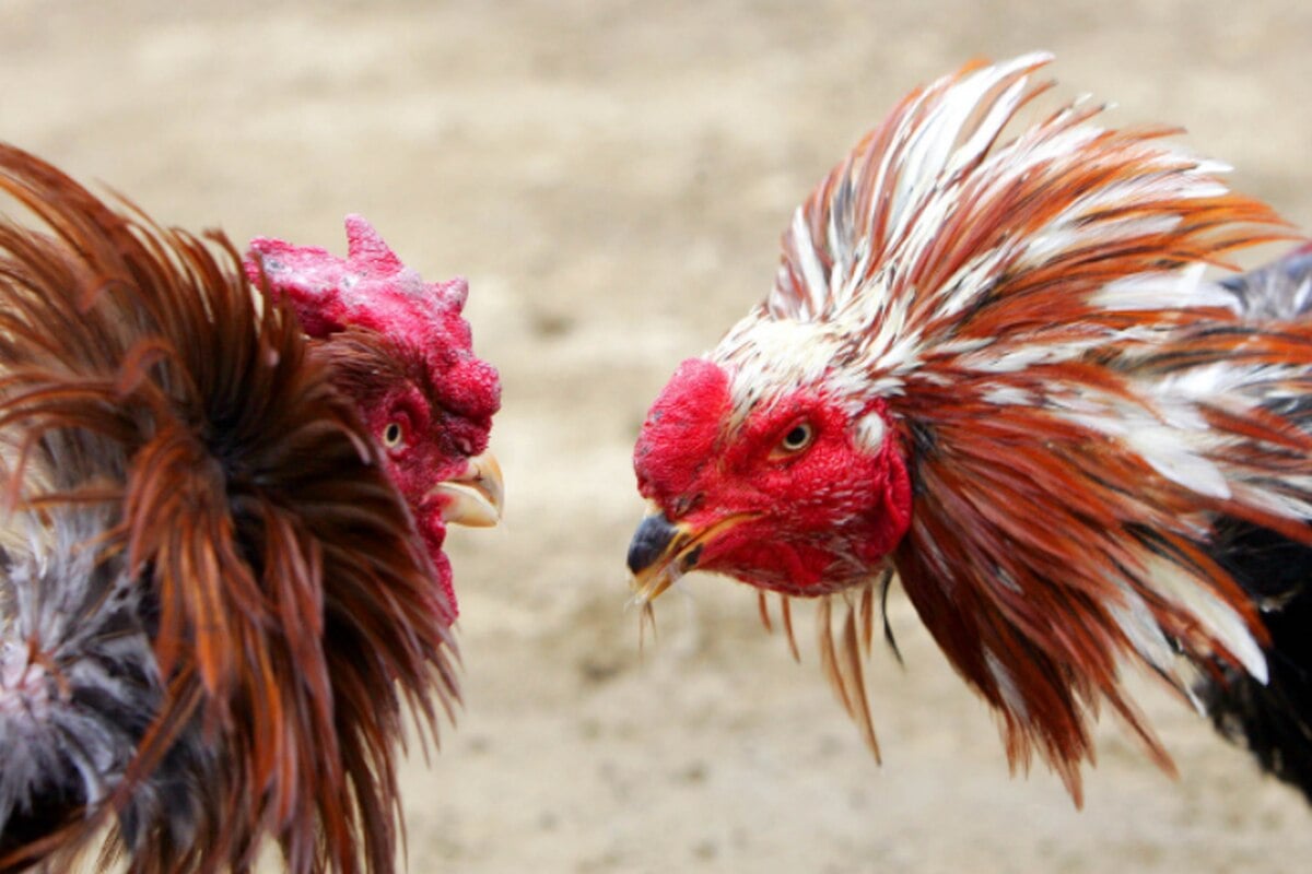 Two roosters square off in a cockfight
